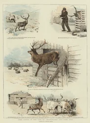 Alcune scene della vita di Sutherland, il nostro cervo domestico